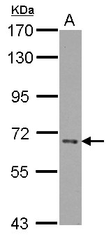 CERCAM Antibody - Sample (30 ug of whole cell lysate) A: U87-MG 7.5% SDS PAGE CERCAM1 antibody diluted at 1:1000