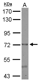 CERCAM Antibody - CERCAM antibody detects CERCAM protein by Western blot analysis. A. 50 ug mouse brain lysate/extract7.5 % SDS-PAGECERCAM antibody  dilution: 1:500