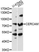 CERCAM Antibody - Western blot analysis of extracts of various cell lines, using CERCAM antibody at 1:3000 dilution. The secondary antibody used was an HRP Goat Anti-Rabbit IgG (H+L) at 1:10000 dilution. Lysates were loaded 25ug per lane and 3% nonfat dry milk in TBST was used for blocking. An ECL Kit was used for detection and the exposure time was 90s.