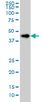 CerS6 / LASS6 Antibody - LASS6 monoclonal antibody (M01), clone 5H7 Western blot of LASS6 expression in HeLa.
