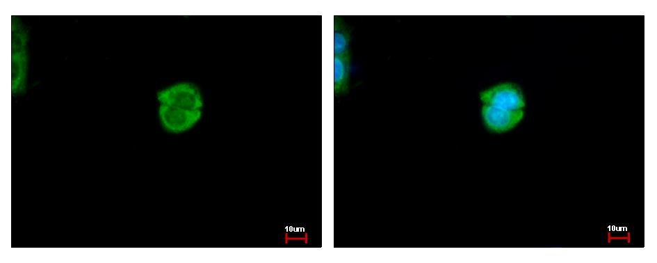 CES2 / Esterase Antibody - CES2 antibody detects CES2 protein at cytoplasm by immunofluorescent analysis. HepG2 cells were fixed in ice-cold MeOH for 5 min. CES2 protein stained by CES2 antibody diluted at 1:500.