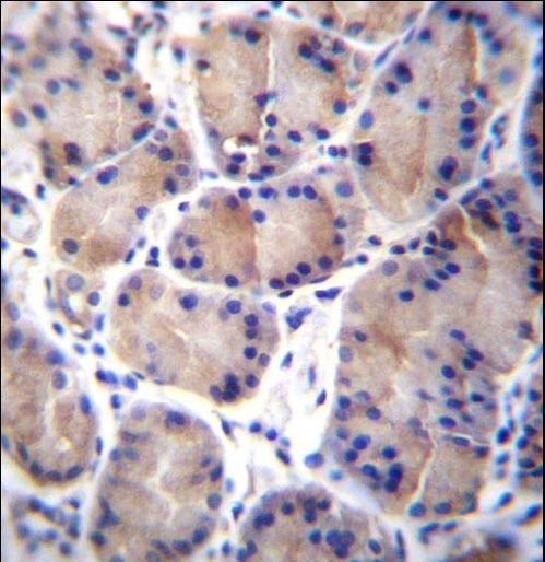 CES4A Antibody - CES8 Antibody immunohistochemistry of formalin-fixed and paraffin-embedded human stomach tissue followed by peroxidase-conjugated secondary antibody and DAB staining.