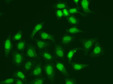 CETN2 / Centrin 2 Antibody - Immunofluorescence analysis of A549 cells.