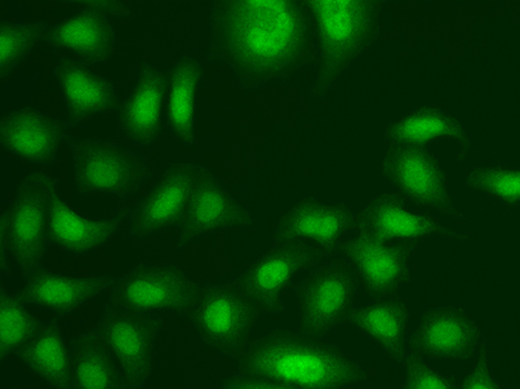 CETN2 / Centrin 2 Antibody - Immunofluorescence analysis of A549 cells.