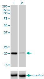 CETN3 Antibody - Western blot analysis of CETN3 over-expressed 293 cell line, cotransfected with CETN3 Validated Chimera RNAi (Lane 2) or non-transfected control (Lane 1). Blot probed with CETN3 monoclonal antibody (M01), clone 3E6 . GAPDH ( 36.1 kDa ) used as specificity and loading control.