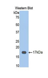 CETP Antibody - Western blot of recombinant CETP.  This image was taken for the unconjugated form of this product. Other forms have not been tested.