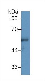 CETP Antibody - Western Blot; Sample: Human Urine; Primary Ab: 1µg/ml Rabbit Anti-Human CETP Antibody Second Ab: 0.2µg/mL HRP-Linked Caprine Anti-Rabbit IgG Polyclonal Antibody