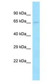 CFAP221 / PCDP1 Antibody - PCDP1 antibody Western Blot of HeLa. Antibody dilution: 1 ug/ml.  This image was taken for the unconjugated form of this product. Other forms have not been tested.