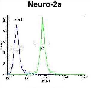 CFAP221 / PCDP1 Antibody - PCDP1 Antibody flow cytometry of Neuro-2a cells (right histogram) compared to a negative control cell (left histogram). FITC-conjugated goat-anti-rabbit secondary antibodies were used for the analysis.