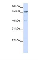 CFAP45 / CCDC19 Antibody - 293T cell lysate. Antibody concentration: 1.0 ug/ml. Gel concentration: 12%.  This image was taken for the unconjugated form of this product. Other forms have not been tested.