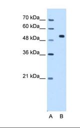 CFAP45 / CCDC19 Antibody - Lane A: Marker. Lane B: HepG2 cell lysate. Antibody concentration: 0.5 ug/ml. Gel concentration: 12%.  This image was taken for the unconjugated form of this product. Other forms have not been tested.