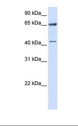 CFAP45 / CCDC19 Antibody - 293T cell lysate. Antibody concentration: 1.0 ug/ml. Gel concentration: 12%.  This image was taken for the unconjugated form of this product. Other forms have not been tested.