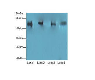 CFAP52 / WDR16 Antibody - Western blot. All lanes: CFAP52 antibody at 4 ug/ml. Lane 1: HepG-2 whole cell lysate. Lane 2: K562 whole cell lysate. Lane 3: U937 whole cell lysate. Lane 4: A549 whole cell lysate. Secondary Goat polyclonal to Rabbit IgG at 1:10000 dilution. Predicted band size: 68 kDa. Observed band size: 68 kDa.