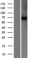 CFAP52 / WDR16 Protein - Western validation with an anti-DDK antibody * L: Control HEK293 lysate R: Over-expression lysate