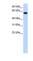 CFAP53 / CCDC11 Antibody - CCDC11 antibody Western blot of 293T cell lysate. This image was taken for the unconjugated form of this product. Other forms have not been tested.