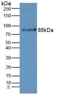 CFB / Complement Factor B Antibody - Western Blot; Sample: Mouse Liver Tissue.