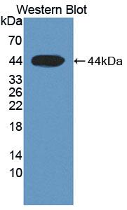 CFB / Complement Factor B Antibody - Western Blot; Sample: Recombinant protein.