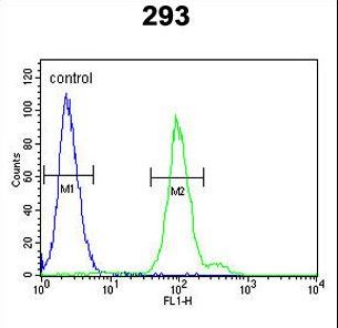 CFB / Complement Factor B Antibody - CFB Antibody flow cytometry of 293 cells (right histogram) compared to a negative control cell (left histogram). FITC-conjugated goat-anti-rabbit secondary antibodies were used for the analysis.