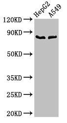 CFB / Complement Factor B Antibody - Positive Western Blot detected in HepG2 whole cell lysate, A549 whole cell lysate. All lanes: CFB antibody at 2.8 µg/ml Secondary Goat polyclonal to rabbit IgG at 1/50000 dilution. Predicted band size: 86 KDa. Observed band size: 86 KDa