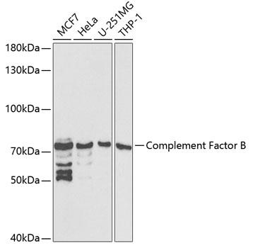 CFB / Complement Factor B Antibody - Western blot analysis of extracts of various cell lines using Complement Factor B Polyclonal Antibody at dilution of 1:1000.