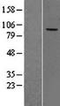 CFB / Complement Factor B Protein - Western validation with an anti-DDK antibody * L: Control HEK293 lysate R: Over-expression lysate