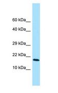 CFC1 Antibody - CRYPTIC antibody Western Blot of HeLa.  This image was taken for the unconjugated form of this product. Other forms have not been tested.