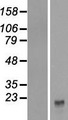 CFC1 Protein - Western validation with an anti-DDK antibody * L: Control HEK293 lysate R: Over-expression lysate