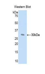 CFD / Factor D / Adipsin Antibody - Western blot of recombinant CFD / Factor D / Adipsin.  This image was taken for the unconjugated form of this product. Other forms have not been tested.