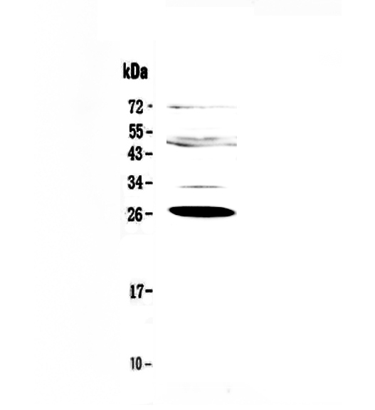 CFD / Factor D / Adipsin Antibody - Western blot - Anti-Factor D Picoband antibody
