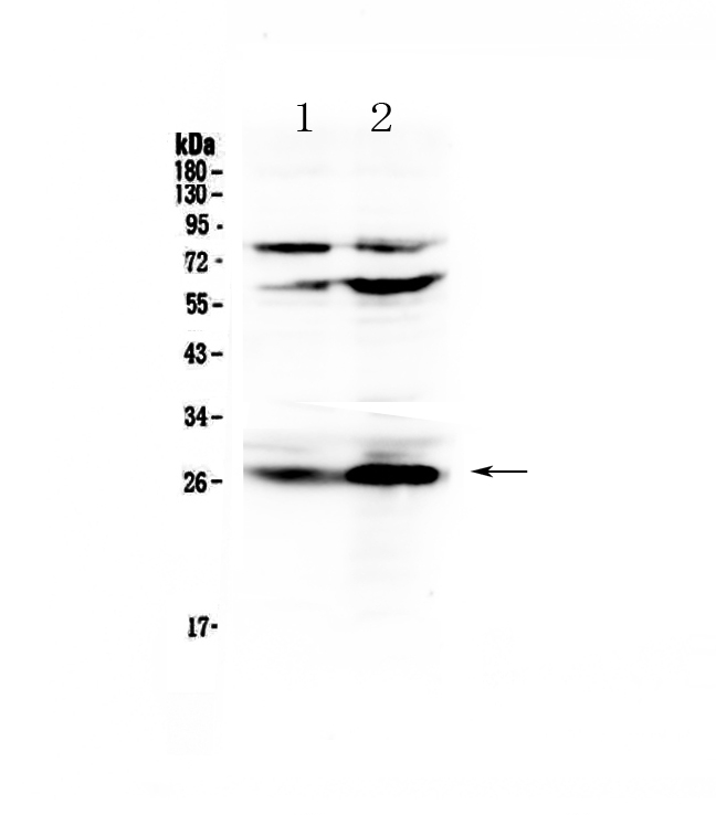 CFD / Factor D / Adipsin Antibody - Western blot - Anti-Factor D Picoband antibody