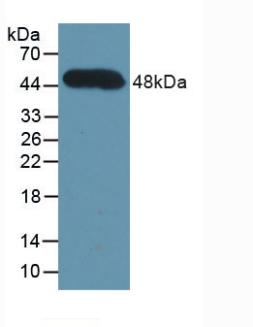 CFH / Complement Factor H Antibody - Western Blot; Sample: Recombinant CFH, Human.