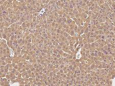 CFH / Complement Factor H Antibody - Immunochemical staining of mouse CFH in mouse liver with rabbit monoclonal antibody at 1:100 dilution, formalin-fixed paraffin embedded sections.