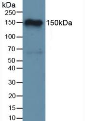 CFH / Complement Factor H Antibody