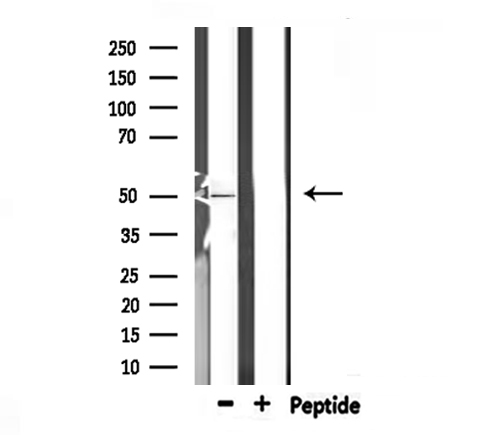 CFH / Complement Factor H Antibody - Western blot analysis of extracts of rat spleen using CFH antibody.
