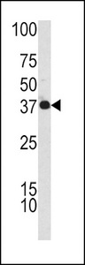 CFHR1 Antibody - Western blot of CFHL1 antibody in K562 cell line lysates (35 ug/lane). CFHL1 (arrow) was detected using the purified antibody.