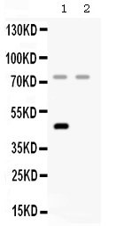 CFI / Complement Factor I Antibody - Western blot - Anti-Factor I Picoband Antibody
