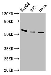 CFI / Complement Factor I Antibody - Positive Western Blot detected in HepG2 whole cell lysate, 293 whole cell lysate, Hela whole cell lysate. All lanes: CFI antibody at 3.2 µg/ml Secondary Goat polyclonal to rabbit IgG at 1/50000 dilution. Predicted band size: 66 KDa. Observed band size: 66 KDa
