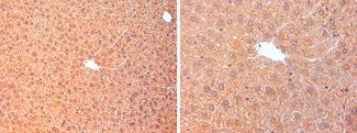 CFI / Complement Factor I Antibody - Anti-Mouse Complement Factor I staining (8 µg/ml) of a mouse liver formalin-fixed, paraffin-embedded tissue section; seen at 20x (left) and 40x (right) magnification. Plasma membrane and extracellular matrix staining of hepatocytes is observed.