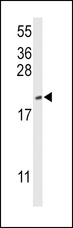 CFL1 / Cofilin Antibody - Western blot of CFL1 Antibody in mouse NIH-3T3 cell line lysates (35 ug/lane). CFL1 (arrow) was detected using the purified antibody.