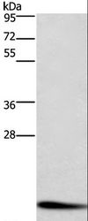 CFL1 / Cofilin Antibody - Western blot analysis of Raji cell, using CFL1 Polyclonal Antibody at dilution of 1:600.