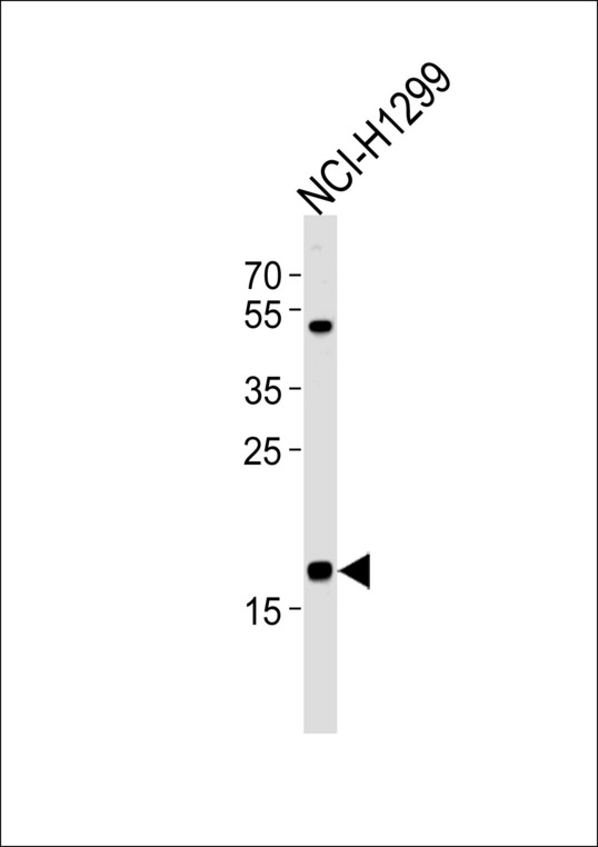 CFL2 / Cofilin 2 Antibody - Western blot of lysate from NCI-H1299 cell line, using CFL2 Antibody. Antibody was diluted at 1:1000 at each lane. A goat anti-rabbit IgG H&L (HRP) at 1:5000 dilution was used as the secondary antibody. Lysate at 35ug per lane.