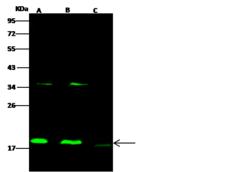 CFL2 / Cofilin 2 Antibody - Anti-CFL2 rabbit polyclonal antibody at 1:500 dilution. Lane A: Raji Whole Cell Lysate. Lane B: Hela Whole Cell Lysate. Lane C: NCI-H1299 Whole Cell Lysate. Lysates/proteins at 30 ug per lane. Secondary: Goat Anti-Rabbit IgG H&L (Dylight 800) at 1/10000 dilution. Developed using the Odyssey technique. Performed under reducing conditions. Predicted band size: 18 kDa. Observed band size: 18 kDa. (We are unsure as to the identity of these extra bands.)