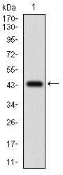 CFLAR / FLIP Antibody - Western blot using CFLAR monoclonal antibody against human CFLAR recombinant protein. (Expected MW is 42.9 kDa)