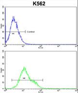 CFLAR / FLIP Antibody - CFLAR Antibody flow cytometry of k562 cells (bottom histogram) compared to a negative control cell (top histogram). FITC-conjugated goat-anti-rabbit secondary antibodies were used for the analysis.