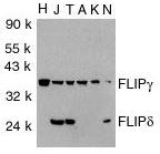 CFLAR / FLIP Antibody - Western blot analysis of FLIP (H), Jurkat (J), THP-1 (T), A431 (A), K562 (K) and NIH3T3 (N) cells with FLIP?/d antibody at 1ug/ml.