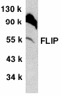 CFLAR / FLIP Antibody - Western blot analysis of mFLIP in NIH/3T3 whole cell lysate with anti-mFLIP (CT) at 2ug/ml.