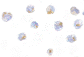 CFLAR / FLIP Antibody - Immunocytochemical staining of NIH/3T3 cells with mFLIP antibody at 5ug/ml.