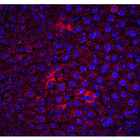 CFLAR / FLIP Antibody - Immunofluorescence of FLIP in mouse liver tissue with FLIP antibody at 20 µg/ml.Red: FLIP Antibody  Blue: DAPI staining