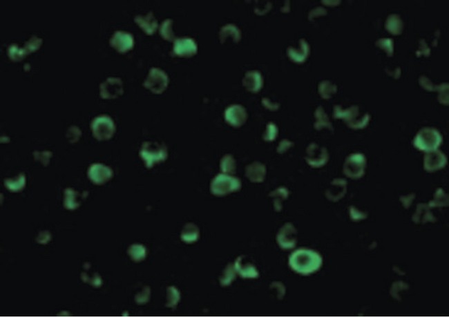 CFLAR / FLIP Antibody - Immunofluorescence of FLIP in Jurkat cells with FLIP antibody at 10 ug/ml.