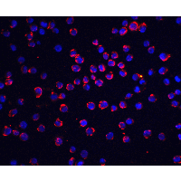 CFLAR / FLIP Antibody - Immunofluorescence of FLIP in K562 cells with FLIP antibody at 5 µg/mL.Red: FLIP Antibody  Blue: DAPI staining
